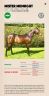 MISTER MIDNIGHT - Anglo-Arabe 2008 por DEARLING