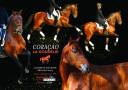 CORACAO LA GOUDELIE - Lusitano 2012 por SCAPIN RBO