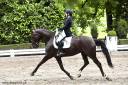 Yegua Lusitano En venta 2016 Negro