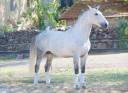Caballo entero Lusitano En venta 2014 Tordo