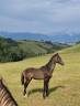 Potranca Akhal Teke En venta 2024 Otra capa por Kemput