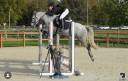 Caballo castrado Connemara En venta 2018 Tordo