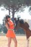 Caballo entero PFS Poni Françés de Silla En venta 2016 Pío