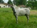 Caballo castrado Caballo de Silla En venta 2013 Tordo