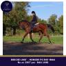 Caballo castrado Pura Sangre En venta 2017 Bayo