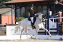 Yegua Lusitano En venta 2014 Blanco