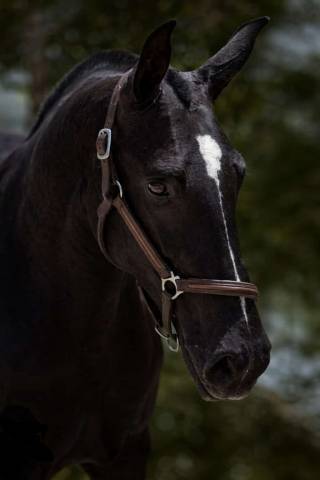 Yegua PRE Pura Raza Espa&ntilde;ola En venta 2018 Negro