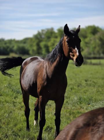 Yegua Silla Franc&eacute;s En venta 2008 Bayo moreno