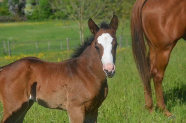 Potranca Paint Horse En venta 2026 Bayo por Classic cowboy spirit