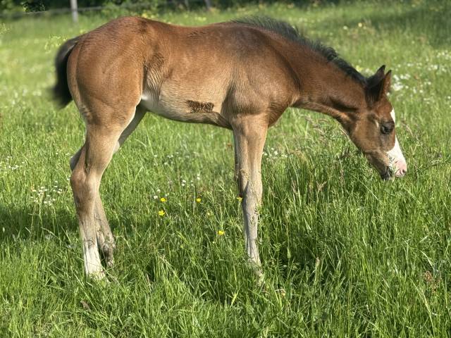 Potranca Paint Horse En venta 2026 Bayo por Classic cowboy spirit