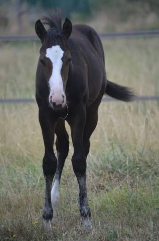 Potranca Paint Horse En venta 2026 Bayo por Classic cowboy spirit