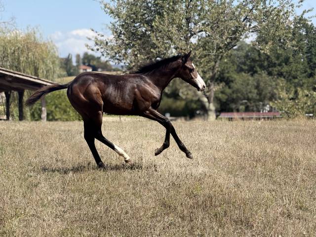 Potranca Paint Horse En venta 2026 Bayo por Classic cowboy spirit