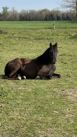 Yegua PRE x &Aacute;rabe de 5 a&ntilde;os &ndash; 160 cm &ndash; Con pasaporte