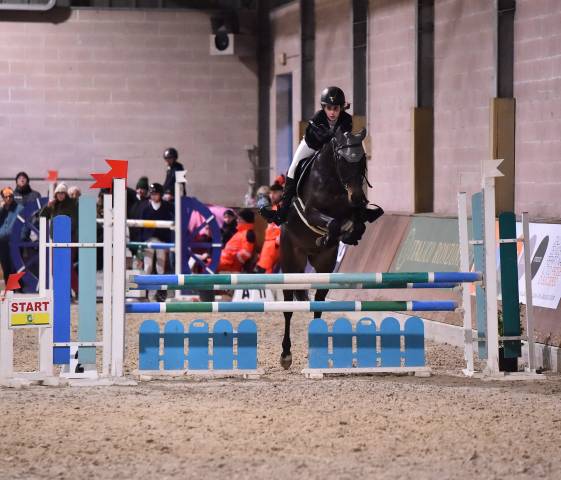 Caballo castrado PFS Poni Fran&ccedil;&eacute;s de Silla En venta 2013 Bayo moreno