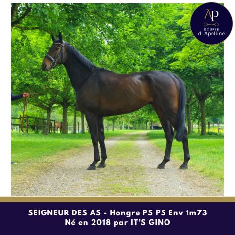Caballo castrado Pura Sangre En venta 2018 Bayo moreno