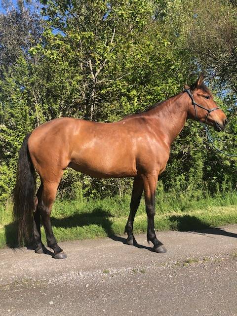 Yegua Lusitano En venta 2014 Bayo por vibrato