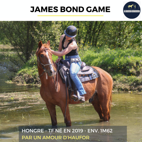 Caballo castrado Trot&oacute;n Franc&eacute;s En venta 2019 Alaz&aacute;n