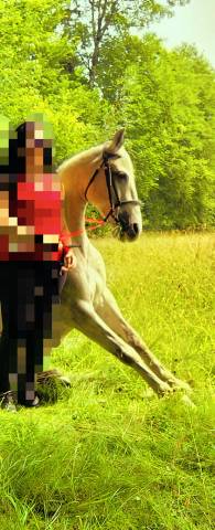 Caballo castrado Origine Constat&eacute;e En venta 2016 Tordo por FITI ESP