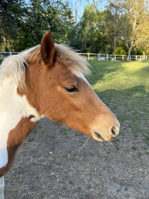 Potranca PFS Poni Fran&ccedil;&eacute;s de Silla En venta 2025 P&iacute;o por EUROGEN FANTOMAS