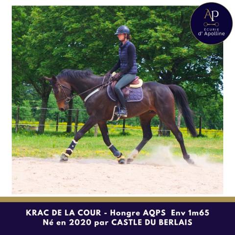 Caballo castrado AQPS En venta 2020 Bayo