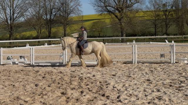 Caballo castrado Gypsy Cob En venta 2017 Palomino