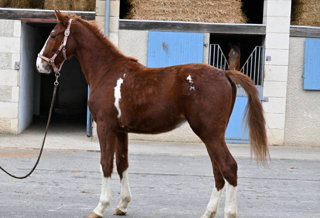 Caballo castrado Silla Franc&eacute;s En venta 2024 Alaz&aacute;n por Untouchable 27