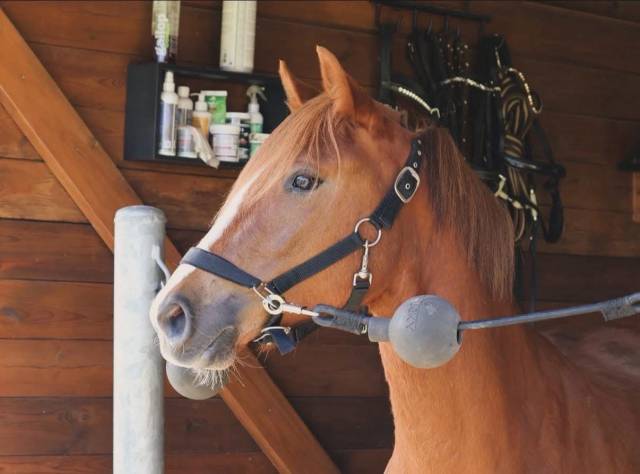 Yegua PFS Poni Fran&ccedil;&eacute;s de Silla En venta 2022 Alaz&aacute;n por Follow me fast
