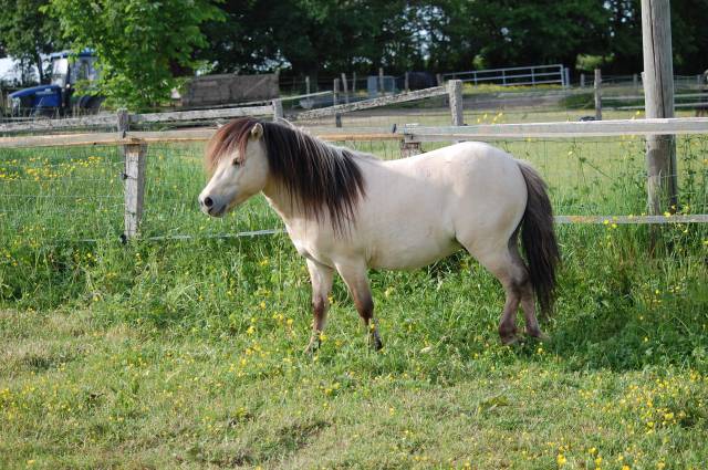 Semental Shetland En venta 2022 Isabelo por FEU FOLLET DES ISLES