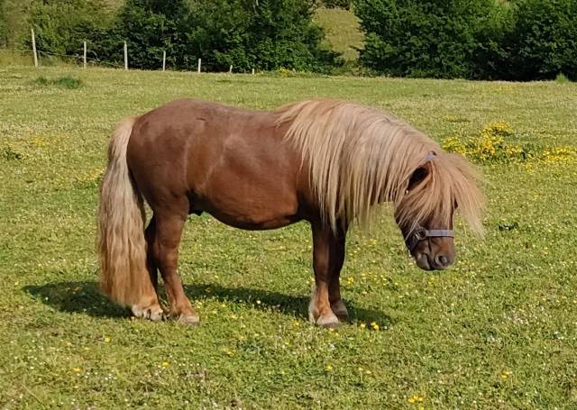 Caballo entero Shetland En venta 2022 Alaz&aacute;n por VICKING COMMANDERIE