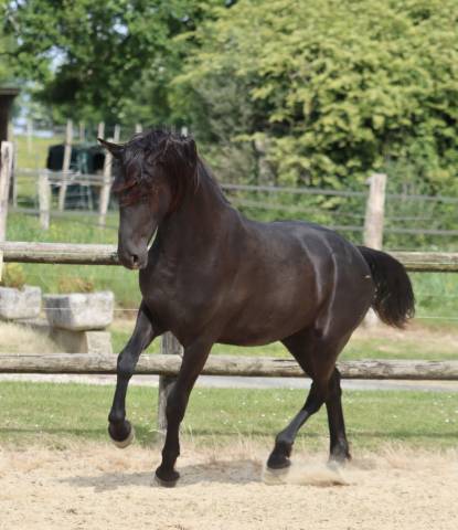 Yegua Arabo Fris&oacute;n En venta 2024 Negro por Zabir Faa El Van De Oosterzanden