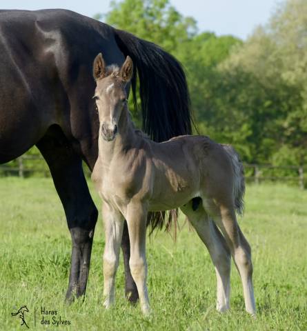 Potro KWPN Caballo de Deporte Neerland&eacute;s En venta 2026 Otra capa