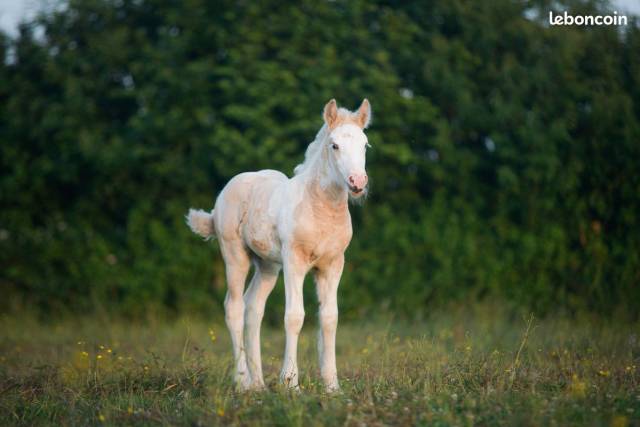 Potranca Gypsy Cob En venta 2025 Palomino