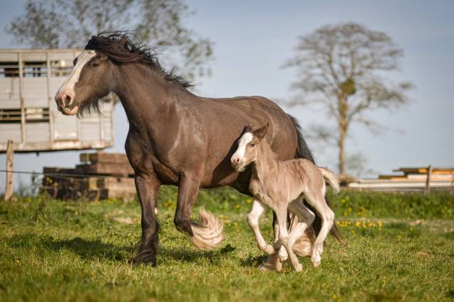 Yegua Gypsy Cob En venta 2022 Otra capa