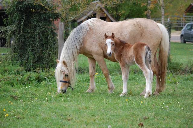 Potranca Welsh Poni (Secci&oacute;n A) En venta 2026 Isabelo por BOOTHSDALE STARFIRE