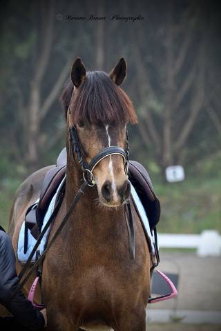 Caballo entero PFS Poni Fran&ccedil;&eacute;s de Silla En venta 2021 Isabelo