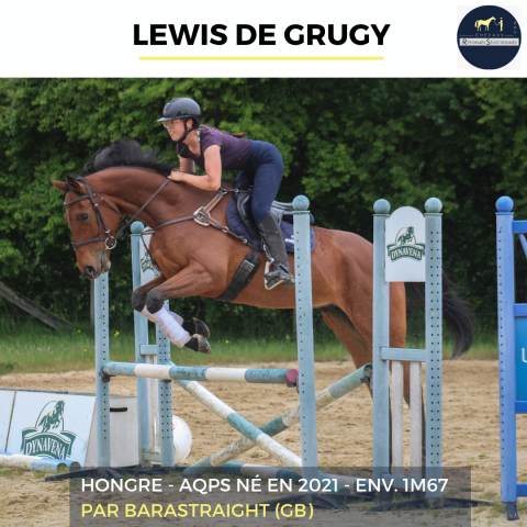 Caballo castrado AQPS En venta 2022 Bayo