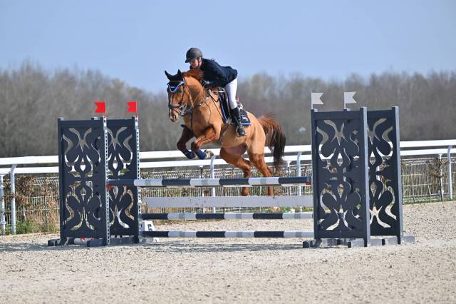 Caballo castrado Trot&oacute;n Franc&eacute;s En venta 2015 Alaz&aacute;n tostado