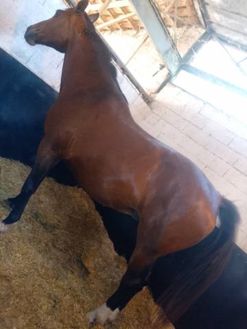 Yegua Silla Franc&eacute;s En venta 2014 Bayo por KANNAN