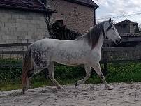 Yegua PRE Pura Raza Espa&ntilde;ola Donaci&oacute;n 2009 Tordo