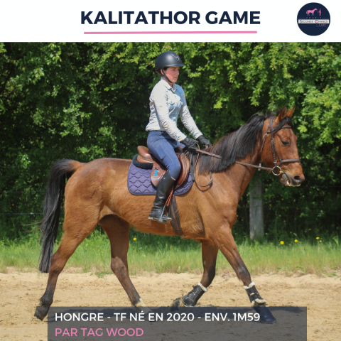 Caballo castrado Trot&oacute;n Franc&eacute;s En venta 2020 Bayo