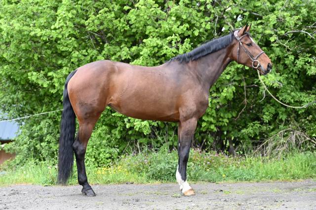 Yegua Zangersheide En venta 2018 Bayo por RICHEBOURG