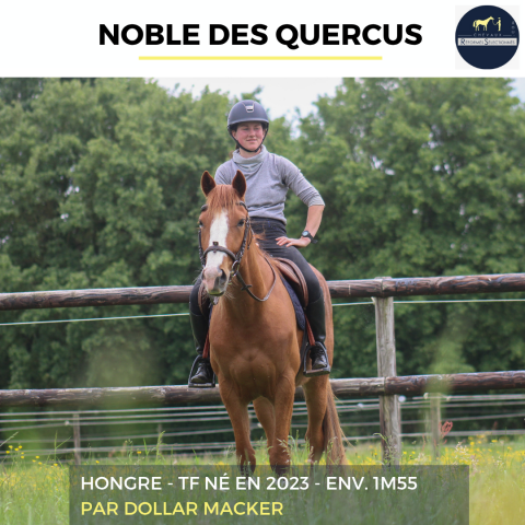 Caballo castrado Trot&oacute;n Franc&eacute;s En venta 2023 Alaz&aacute;n