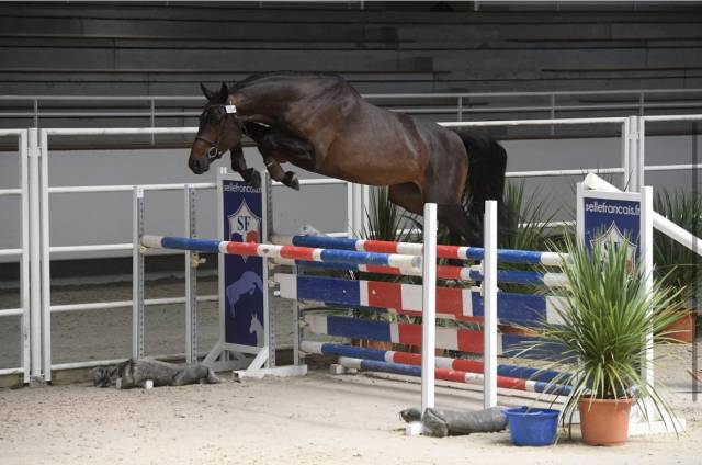 Caballo castrado Silla Franc&eacute;s En venta 2015 Bayo por Ulmar mail