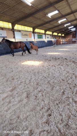 Potranca Silla Franc&eacute;s En venta 2026 Bayo moreno por Uncognito bois margot