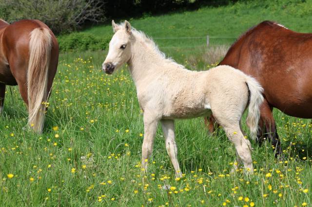 Potro Welsh Poni (Secci&oacute;n B) En venta 2026 Palomino por WAXWING ORATOR