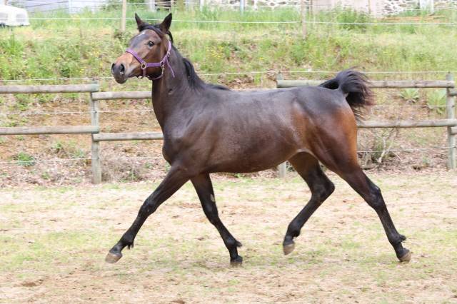 Potranca Silla Franc&eacute;s En venta 2025 Bayo moreno por Argento