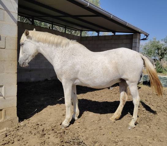 Venta Yegua PRE    Domada