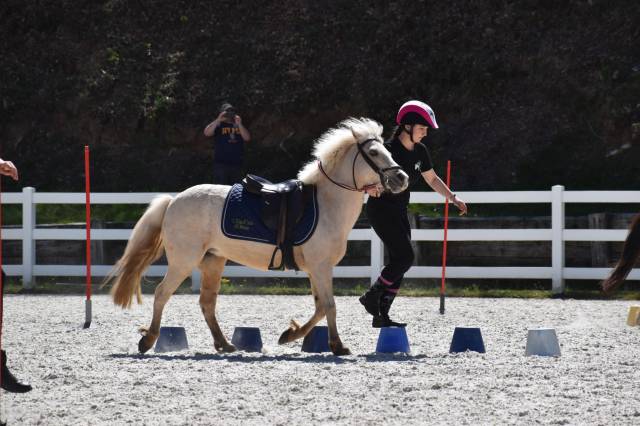 Yegua Welsh Poni (Secci&oacute;n B) En venta 2015 Palomino