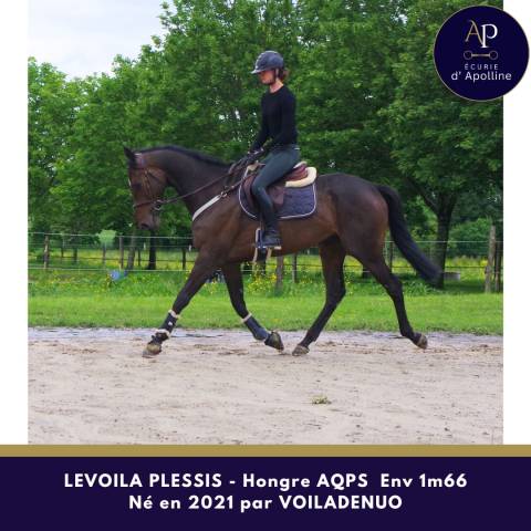 Caballo castrado AQPS En venta 2021 Bayo moreno
