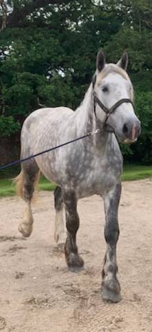 Caballo castrado Percheron En venta 2022 Tordo por Velour d'ecor